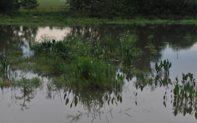 Revitalizace rybníka Pazderský v Radouňce – Co se zde nyní děje