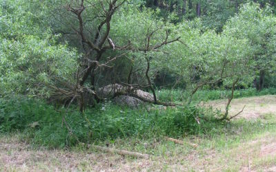 V Jindřišském údolí podpořeny životní podmínky plazů